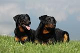 BEAUCERON 583